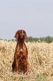SETTER IRLANDAIS 022